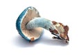 Stropharia caerulea mushroom Royalty Free Stock Photo