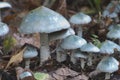 Stropharia caerulea mushrooms Royalty Free Stock Photo