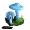 Stropharia caerulea or roundhead mushroom closeup digital art illustration. Boletus has blue cap sparsely covered in white flecks