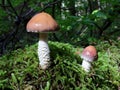 Stropharia hornemannii Mushrooms Royalty Free Stock Photo