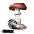 Stropharia rugosoannulata or garden giant, burgundy or godzilla mushroom closeup digital art illustration. Boletus with brown cap Royalty Free Stock Photo