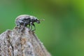 Strophosoma melanogrammum Weevil crawling on twig Royalty Free Stock Photo