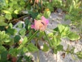 Strophostyles Helvola Plant with Green Seedpods Blossoming in Sand Dunes.