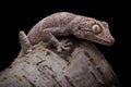 Strophurus ciliaris,Northern Spiny tailed Gecko,On a tree branch, indoor shot close up, black background