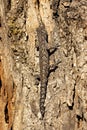 Strophurus intermedius lizard