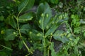 Struck foliage walnut mites Royalty Free Stock Photo