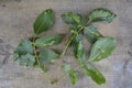 Struck foliage walnut mites Royalty Free Stock Photo