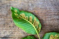 Struck foliage walnut mites Royalty Free Stock Photo