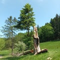 Struck by lightning tree evolved into 1 branch Royalty Free Stock Photo