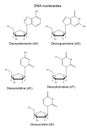 Structural chemical formulas of DNA nucleosides