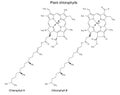 Structural chemical formulas of plant chlorophylls Royalty Free Stock Photo