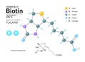 Structural chemical molecular formula and model of Biotin. Atoms are represented as spheres with color coding