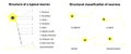 Structural classification of neurons and structure of a typical neuron; Royalty Free Stock Photo