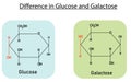 Structural Differences Between Glucose and Galactose Royalty Free Stock Photo