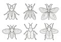 Structural elements typical of insects like Coleoptera (beetles) and Royalty Free Stock Photo