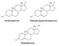 Structural formulas of male sex hormones with marked variable fragments