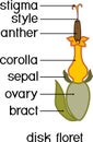 Structure of actinomorphic disk flower from inflorescence flower head or pseudanthium with titles