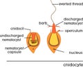 Structure and action of cnidocyte. Educational material for lesson of zoology