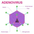 Structure Of The adenovirus.Adenovirus is a virus.
