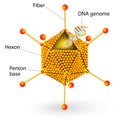 Structure of adenovirus. Vector diagram