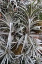 Structure of airplants from genus Tillandsia on decorative wall, hanged balls with soil.