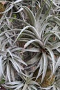 Structure of airplants from genus Tillandsia on decorative wall, hanged balls with soil.