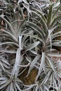 Structure of airplants from genus Tillandsia on decorative wall, hanged balls with soil.