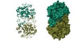 Structure of 6-aminohexanoate-dimer hydrolase