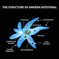 The structure of the amoeba is intestinal. Gastrointestinal Amebiasis. Infographics. Vector illustration on black background.