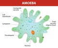 Structure of an amoeba proteus Royalty Free Stock Photo