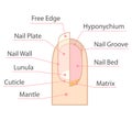 Structure and anatomy of human nail.