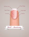 Structure and anatomy of human nail vector Royalty Free Stock Photo