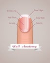 Structure and anatomy of human nail vector