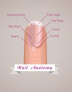 Structure and anatomy of human nail vector Royalty Free Stock Photo