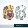 Structure of animal cell Royalty Free Stock Photo