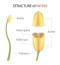 structure of anther infographic