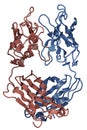 Structure of antibody