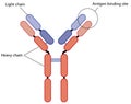Structure of an antibody