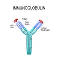 Structure of the Antibody molecule. IgE and Antigen. Royalty Free Stock Photo