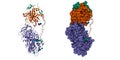 Structure of the antithrombin (violet)-thrombin (brown-green)-heparin ternary complex