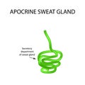 Structure Apocrine sweat gland. Infographics. Vector illustration on background Royalty Free Stock Photo