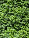 ConiferBushTexture 01 Royalty Free Stock Photo