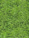 ConiferBushTexture 02 Royalty Free Stock Photo