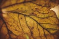Structure of an autumn colored leaf, photo close up Royalty Free Stock Photo