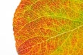 Structure of autumn leaf