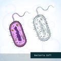 Structure of bacteria cell Royalty Free Stock Photo