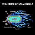 The structure of the bacteria Salmonella. Vector illustration on black background. Royalty Free Stock Photo