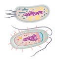 The structure of the bacteria. Single-celled organism.