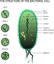 THE STRUCTURE OF THE BACTERIAL CELL Royalty Free Stock Photo