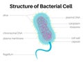 Structure of Bacterial cell Royalty Free Stock Photo